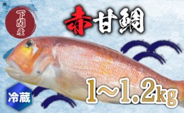 【ふるさと納税】赤 甘鯛 1〜1.2kg 冷蔵 高級 魚 鮮魚 アカ アマダイ 鯛 下処理 済み 新鮮 下関 唐戸市場 直送