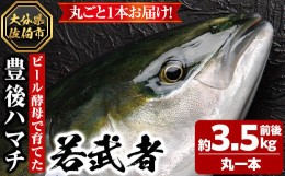 【ふるさと納税】＜先行予約受付中！2024年10月より順次発送予定＞豊後ハマチ 若武者(丸一本)【GS001】【浪井丸天水産】