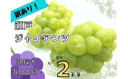 【ふるさと納税】HF-12.【訳あり】フルーツ王国岡山　朝採り新鮮！人気ぶどう瀬戸ジャイアンツ２ｋｇ