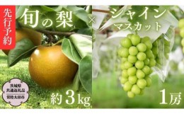 【ふるさと納税】【 先行予約 】 茨城県産 シャインマスカット1房と旬の梨詰め合わせ 約3kg【茨城県共通返礼品／常陸太田市】 桧山果樹園