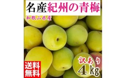 【ふるさと納税】青梅 5kg 紀州南高梅 シロップ・梅酒・梅干し用等 和歌山県有田産 訳あり　2024年6月中旬〜7月上旬発送予定