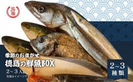 【ふるさと納税】その日のセリの一番魚お届けBOX　2〜3人前（下処理済み）