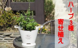 【ふるさと納税】ハーブ 寄植え 摘み取って使う 新鮮 ハーブ 3種の寄せ植え プラ鉢 ホワイト