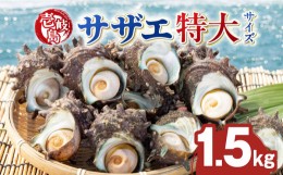 【ふるさと納税】壱岐島 サザエ（特大） 合計約1.5kg 《壱岐市》【マルショウ水産】[JBB006] 15000 15000円 お刺身 冷蔵配送 産地直送 サ