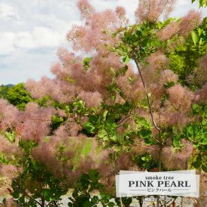 スモークツリー　ピンクファー　鉢植え スモークツリー ピンクファー 鉢植え （楽天市場】スモーク
