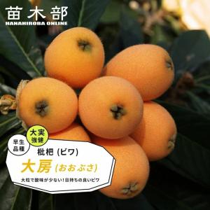 びわ 苗木 【大房】 1年生接木苗