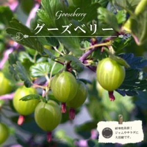 グーズベリー 1年生 5号鉢植え