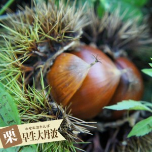 栗 苗木 【早生大丹波】 1年生接木苗