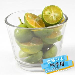 緑実カラマンシー箱込み5.4キロ カラマンシーの通販｜au PAY マーケット