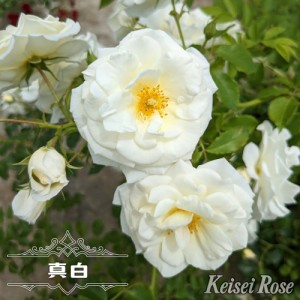 四季咲き半つるバラ 【真白】 1年生新苗 登録品種・品種登録