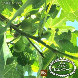 いちじく 【ピエドブーフ】 1年生苗