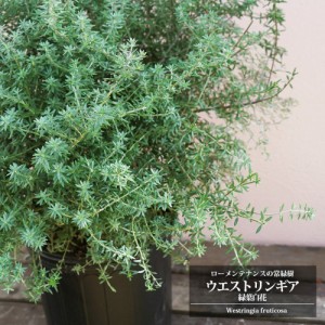 ウエストリンギア 緑葉白花 5号ポット苗 オーストラリアンローズマリー 庭木 トピアリー カラーリーフ