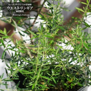 ウエストリンギア 緑葉紫花 5号ポット オーストラリアンローズマリー 庭木 トピアリー カラーリーフ