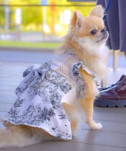 おねこさま・おいぬさま（ONEKOSAMA OINUSAMA）/【CAT&DOG】 サンドレス ペットウェア