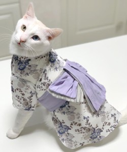 おねこさま・おいぬさま（ONEKOSAMA OINUSAMA）/【CAT&DOG】 浴衣 女の子 ペットウェア (4L−9L)