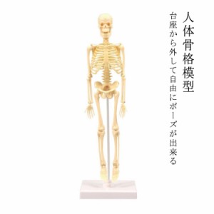 人体骨格模型 35cm 骨格標本 台座付き 自由にポーズが出来る 直立 スタンド 教材 モデル 全身 スケルトンモデル