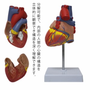 送料無料 心臓模型 心臓 バイパス付 実物大 弁 右心房 左心房 右心室 左心室 人体模型 心臓モデル 研究 目 心臓 模型 解剖 模型 診察 実