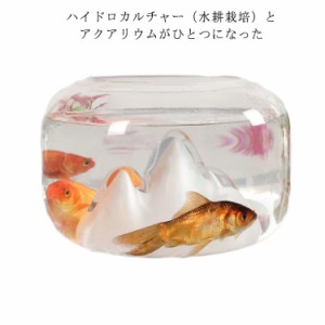 熱帯魚 ベタ ベタ飼育  鉢タイプ 水槽/熱帯魚/観賞魚/飼育 インテリア 水槽 インテリア水槽 ベタ用 水耕栽培