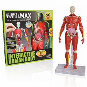 サイエンス 人体模型 60ピース 高さ35cm Interactive Human Body 輸入品