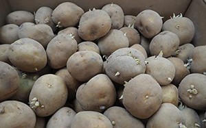 種芋 だんしゃく 北海道産 じゃがいも 男爵 １kg（正規品 S/M/L）ダンシャク 人気 タネイモ