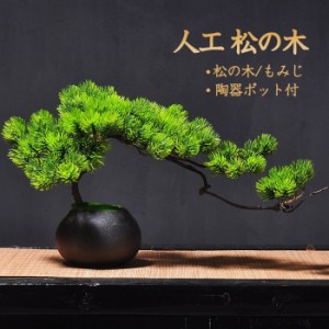 観葉 植物 もみじの通販｜au PAY マーケット