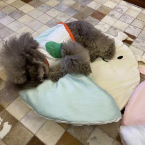 ペット用 あったか 寝袋 クッション 小型犬 猫用 ペットベッド 猫寝袋 猫ハウス 猫ベッド 可愛い ふわふわ 四季通用 ペットベッド クッシ