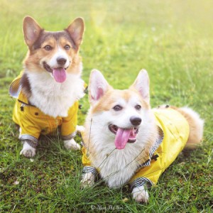 犬用 レインコート 小型犬 中型犬 大型犬用 レインポンチョ レインウェア ポンチョ 犬の服 カッパ 犬服 雨 防水 通気 防風 犬用 雨具 反