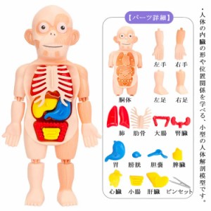 知育玩具 人体パズル 人体模型 人体解剖モデルボディ 人体解剖模型 胴体解剖モデル 内臓 臓器 組み立て 子ども向け