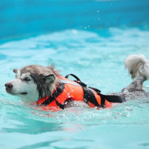 浮き輪 犬用の通販 Au Pay マーケット