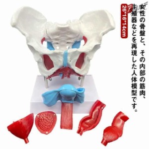 人体模型 骨格模型 脊柱 骨盤 関節 実物大 大腿骨付 スタンド