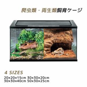 爬虫類飼育セット フトアゴヒゲトカゲ（フトアゴヒゲトカゲ