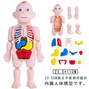 人体骨格模型 脊柱可動・靭帯再現・筋の着色 筋肉始動と終点が