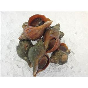 送料無料 北海道産 青ツブ つぶ貝 大 1kg 活 生 冷蔵3日 業務用 店舗 お店 レストラン 飲食店 アウトドア バーベキュー 代引不の通販はau Wowma ワウマ イーグルアイ 商品ロットナンバー