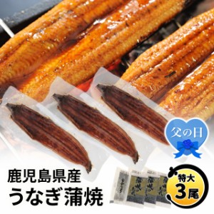 父の日 予約販売 鹿児島県産うなぎ蒲焼 特大3尾（タレ・山椒付） ウナギ 鰻 プレゼント 父の日贈答 人気 国産