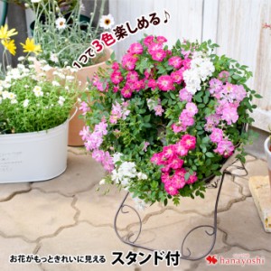 母の日 ギフト 花 プレゼント 母の日限定 １つで3色楽しめる ウェルカムローズ スタンド付 ミニバラ 鉢植え 5 5 5 10の間にお届け の通販はau Pay マーケット フラワーマーケット花由 商品ロットナンバー