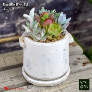 多肉植物の寄せ植え ココット 多肉植物 ギフト グリーン 観葉植物 インテリア プチギフト サキュレンツ の通販はau Wowma ワウマ フラワーマーケット花由 商品ロットナンバー