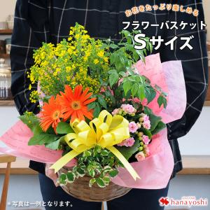 即日発送 季節のおまかせ花鉢とグリーンの寄せ入れSサイズ フラワーバスケット 寄せ鉢 鉢植え 花 ギフト おしゃれ 誕生日 プレゼント 母