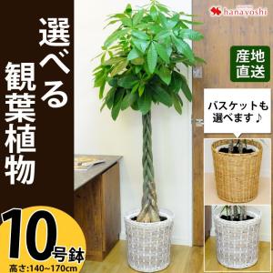 観葉 植物 種類の通販 Au Pay マーケット