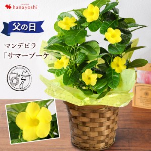 つる性 観葉 植物 種類の通販 Au Pay マーケット