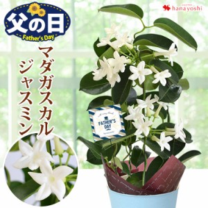 父の日 プレゼント 花 鉢植え マダガスカルジャスミン 鉢植え 爽やかな香り 多年草 毎年 咲く 贈り物 父の日ギフト 父の日プレゼント 鉢 