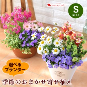 プランターが選べる 季節のおまかせ寄せ植えS 旬のお花をたっぷり寄せ植え 鉢植え フラワーギフト 夏 鉢花 お祝い 花 誕生日 プレゼント