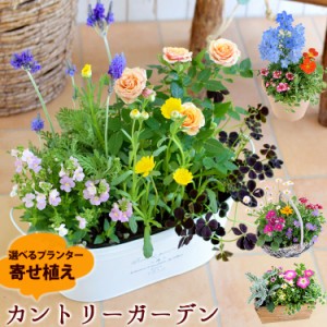 【送料無料】【寄せ植え】プランターが選べる♪季節のおまかせカントリーガーデン【お花 ギフト 誕生日プレゼント 女性 友達 花 お誕生