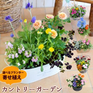 【寄せ植え】プランターが選べる♪季節のおまかせカントリーガーデン 鉢植え ギフト 花 誕生日プレゼント 女性 友達 母 お誕生日 フラワ