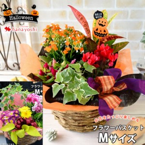 季節のおまかせ花鉢とグリーンの寄せ入れ Mサイズ 花 誕生日 プレゼント 女性 母 祖母 お祝い 鉢花 ギフト 敬老の日 フラワーギフト 新築