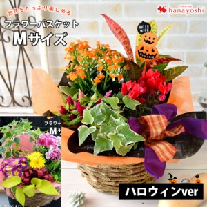 即日発送対応 季節のおまかせ花鉢とグリーンの寄せ入れ Mサイズ 花 誕生日 プレゼント 女性 母 祖母 お祝い 鉢花 ギフト フラワーギフト