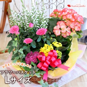 即日発送 季節のおまかせ花鉢とグリーンの寄せ入れ<Lサイズ> 鉢植えギフト お祝い 花 誕生日 プレゼント 女性 母 女友達 祖母 おばあち