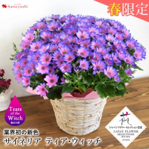 モリヒロ園芸さんの季節の鉢花 送料無料 プレミアム サイネリア ティア・ウィッチ 1/28〜3/10お届け 花 ギフト 春 お祝い 誕生日 プレゼ