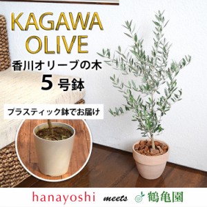 オリーブ 鉢植え 送料無料  鶴亀園さんの香川オリーブの木 ５号鉢  オリーブの木 観葉植物 インテリア 開店祝い 開業祝い 新築祝い 引越