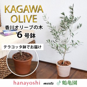 オリーブ 盆栽の通販|au PAY マーケット