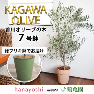 オリーブ 盆栽の通販|au PAY マーケット